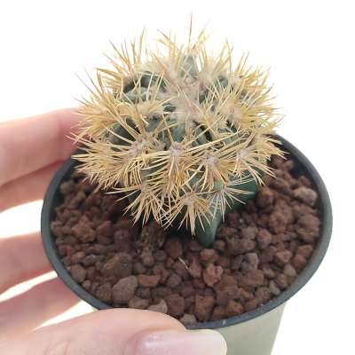 Echinocactus texensis cv. Anayami f. mostruosa