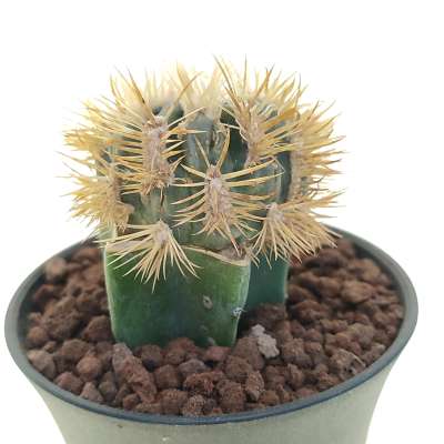 Echinocactus texensis cv. Anayami f. mostruosa - Giromagi