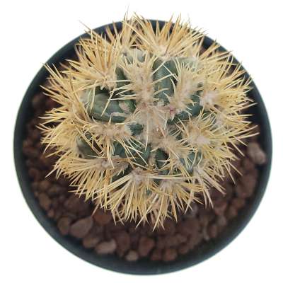 Echinocactus texensis cv. Anayami f. mostruosa - Giromagi