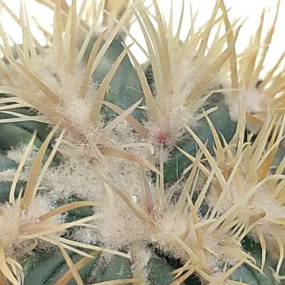 Echinocactus texensis cv. Anayami f. mostruosa - Giromagi