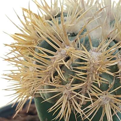 Echinocactus texensis cv. Anayami f. mostruosa - Giromagi