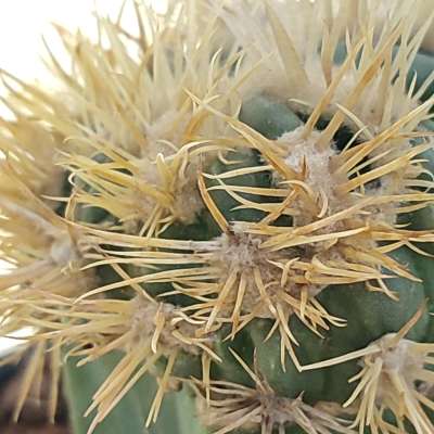Echinocactus texensis cv. Anayami f. mostruosa - Giromagi