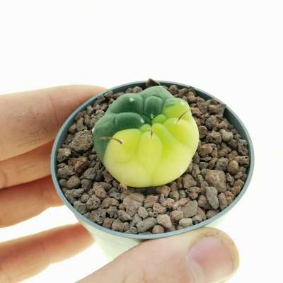 Matucana madisoniorum f. variegata
