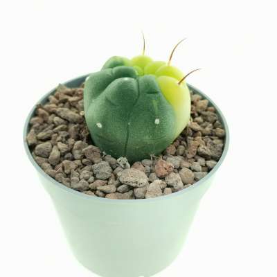 Matucana madisoniorum f. variegata - Giromagi