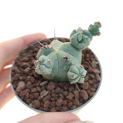 Myrtillocactus geometrizans f. mostruosa Stacker (Own roots)