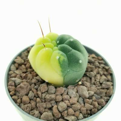 Matucana madisoniorum f. variegata - Giromagi