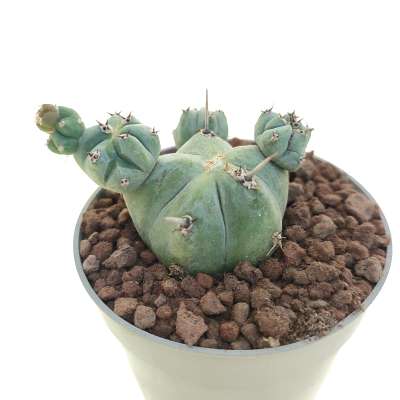Myrtillocactus geometrizans f. mostruosa Stacker (Own roots) - Giromagi