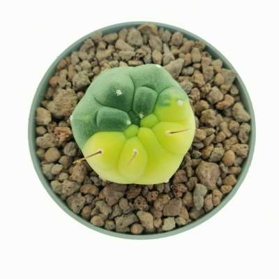 Matucana madisoniorum f. variegata - Giromagi