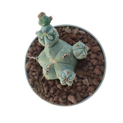 Myrtillocactus geometrizans f. mostruosa Stacker (Own roots) - Giromagi