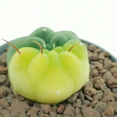 Matucana madisoniorum f. variegata - Giromagi