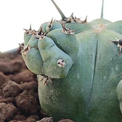 Myrtillocactus geometrizans f. mostruosa Stacker (Own roots) - Giromagi