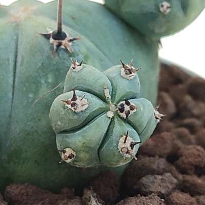 Myrtillocactus geometrizans f. mostruosa Stacker (Own roots) - Giromagi