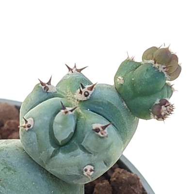 Myrtillocactus geometrizans f. mostruosa Stacker (Own roots) - Giromagi