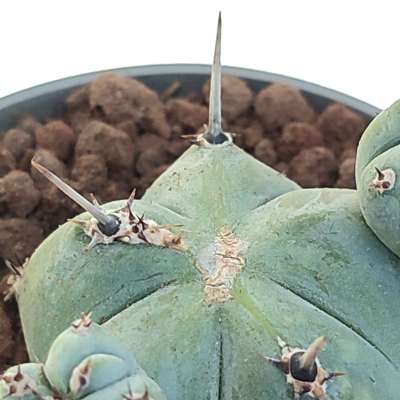 Myrtillocactus geometrizans f. mostruosa Stacker (Own roots) - Giromagi