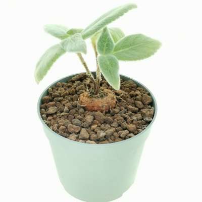 Sinningia leucotricha - Giromagi