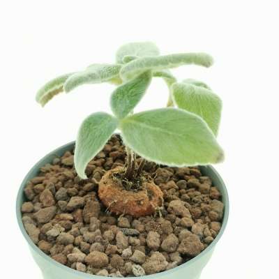 Sinningia leucotricha - Giromagi