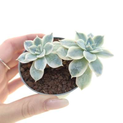 Echeveria subsessilis f. variegata