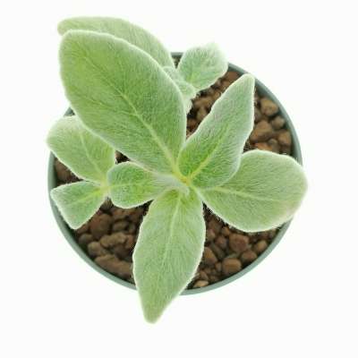 Sinningia leucotricha - Giromagi