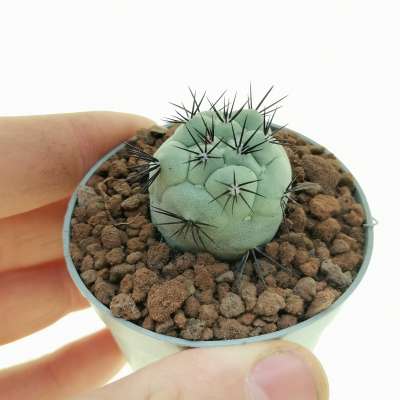 Ortegocactus macdougalli (Own roots)