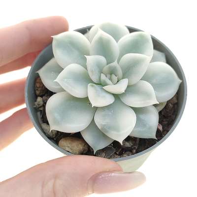 Echeveria 'Moon Fairy' f. variegata