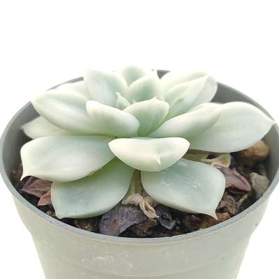 Echeveria 'Moon Fairy' f. variegata - Giromagi