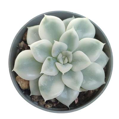Echeveria 'Moon Fairy' f. variegata - Giromagi