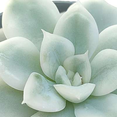Echeveria 'Moon Fairy' f. variegata - Giromagi
