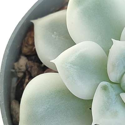 Echeveria 'Moon Fairy' f. variegata - Giromagi