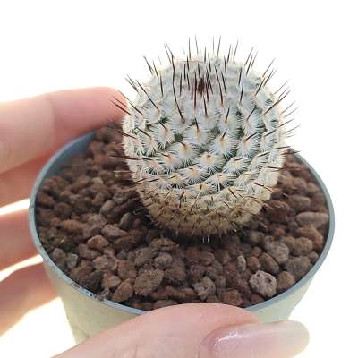 Mammillaria perezdelarosae subs. andersoniana VM698