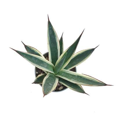 Agave 'Snow Glow' f. variegata - Giromagi