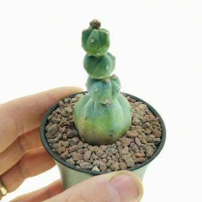 Myrtillocactus geometrizans f. mostruosa Stacker (Own roots)
