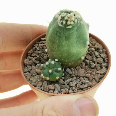 Lobivia aurea var. shaferi f. mostruosa