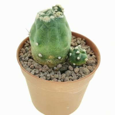 Lobivia aurea var. shaferi f. mostruosa - Giromagi