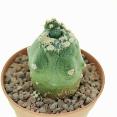 Lobivia aurea var. shaferi f. mostruosa - Giromagi