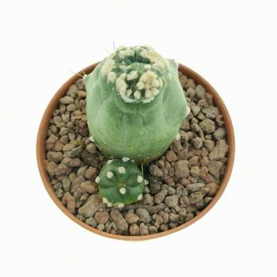 Lobivia aurea var. shaferi f. mostruosa - Giromagi