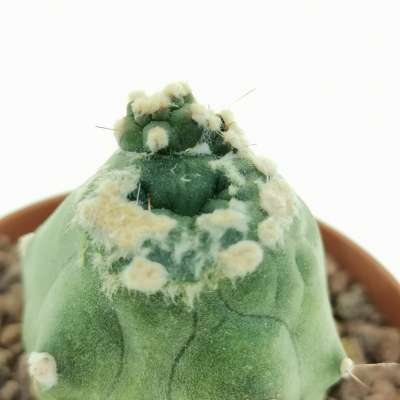 Lobivia aurea var. shaferi f. mostruosa - Giromagi