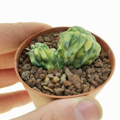 Myrtillocactus geometrizans f. crestata variegata (Own roots)