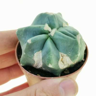 Ferocactus glaucescens cv. Split Rock