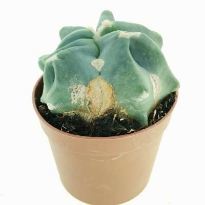 Ferocactus glaucescens cv. Split Rock - Giromagi