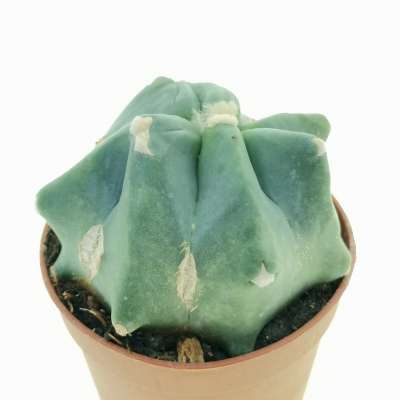 Ferocactus glaucescens cv. Split Rock - Giromagi
