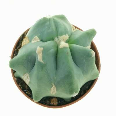 Ferocactus glaucescens cv. Split Rock - Giromagi