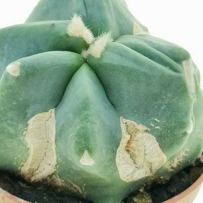 Ferocactus glaucescens cv. Split Rock - Giromagi