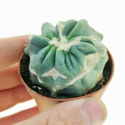 Ferocactus glaucescens cv. Split Rock