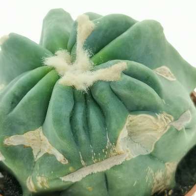 Ferocactus glaucescens cv. Split Rock - Giromagi