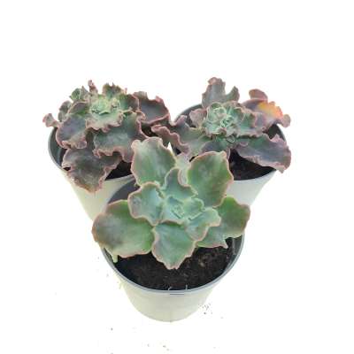 Echeveria 'Curly locks' - Giromagi