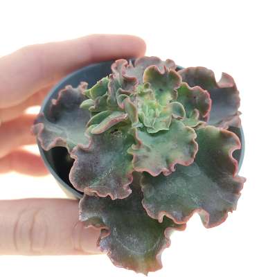 Echeveria 'Curly locks'