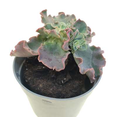 Echeveria 'Curly locks' - Giromagi