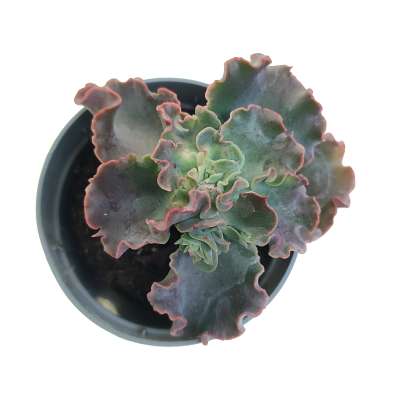 Echeveria 'Curly locks' - Giromagi