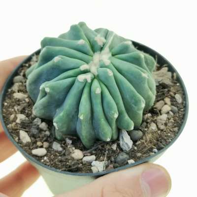 Ferocactus glaucescens cv. Split Rock f. crestata