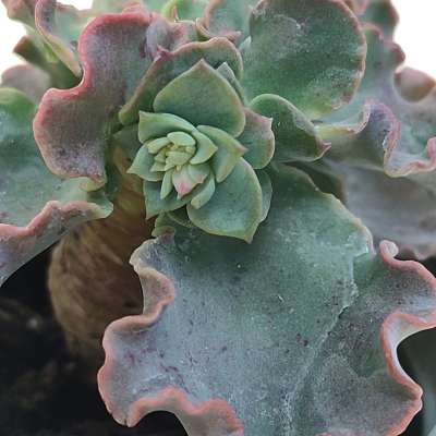 Echeveria 'Curly locks' - Giromagi